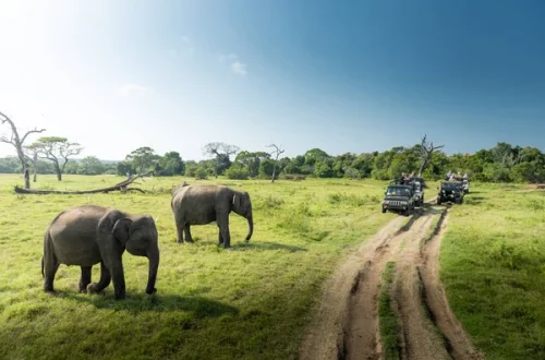 depositphotos_311584806-stock-photo-people-safari-looking-large-group depositphotos_311584806-stock-photo-people-safari-looking-large-group